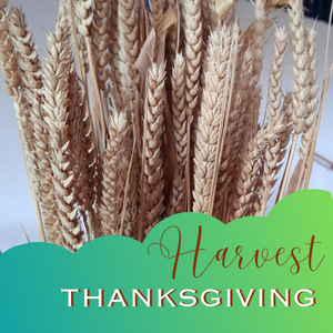 Harvest Time